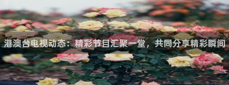 篮球直播山猫：港澳台电视动态：精彩节目汇聚一堂，共同分享精彩瞬间