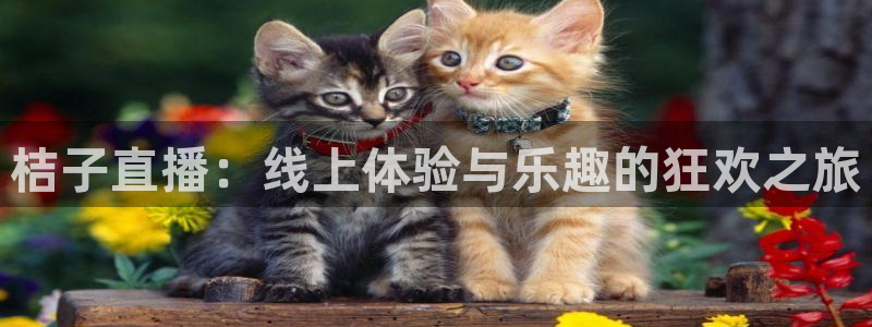 nba直播山猫：桔子直播：线上体验与乐趣的狂欢之旅